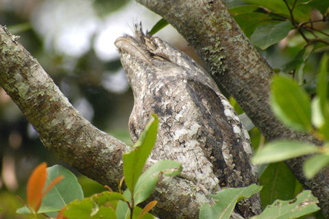 Papuan Frogmouth (Podargus papuensis)